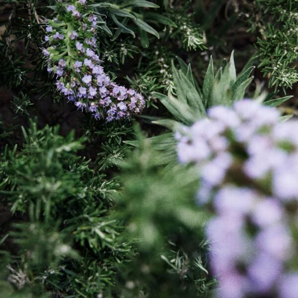 SIMPLE GARDEN Perfume - Image 3