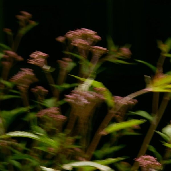 GAIAC FLOWER Perfume - Image 4